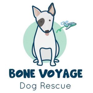 things to consider before adopting a dog
