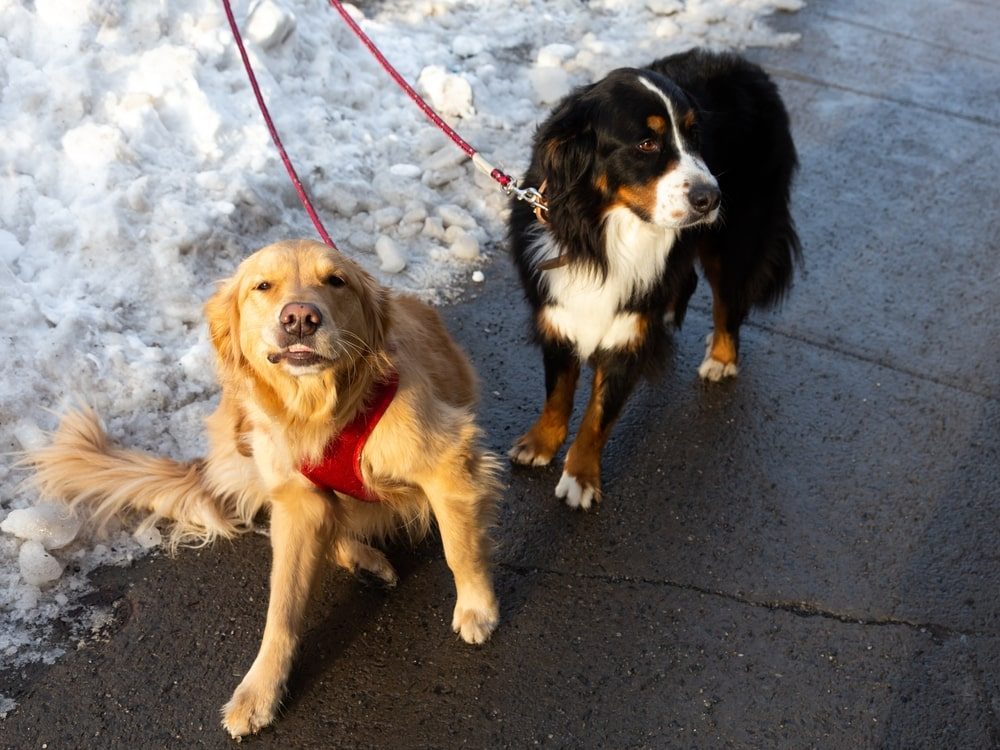 golden mountain dog