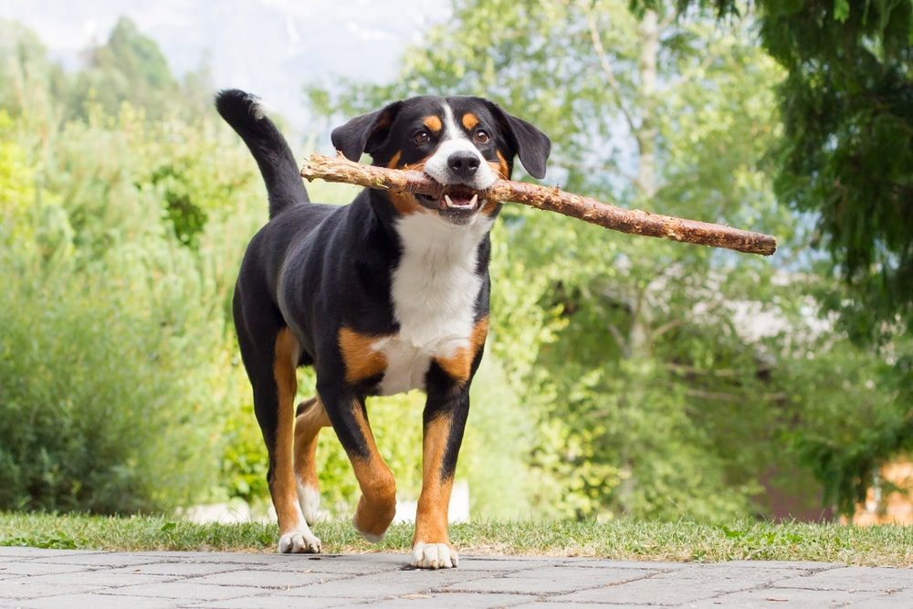 golden mountain dog