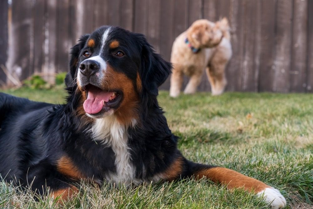 golden mountain dog