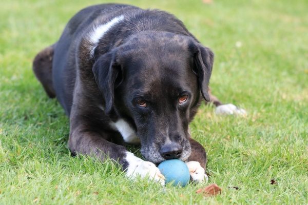 Boxer Lab Mix 