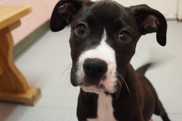 Boxer Lab Mix 