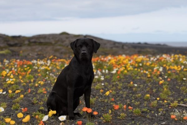 Boxer Lab Mix 