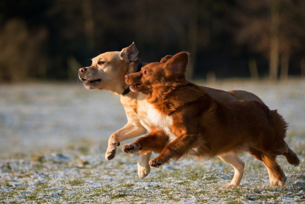 misconception about shelter dogs