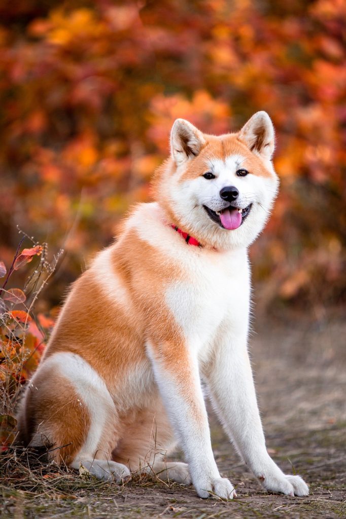big-doggo-akita-dog