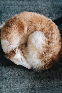borzoi-dog