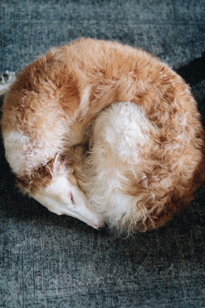 borzoi-dog