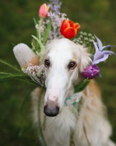 borzoi-dog-beatiful