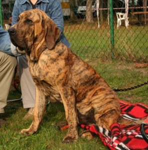 brazilian-mastiff-dog