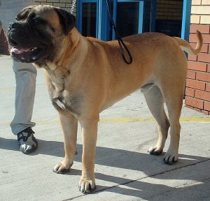 bullmastiff-dog