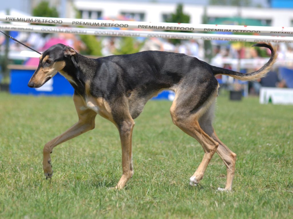 chart-polski-borzoi-dog