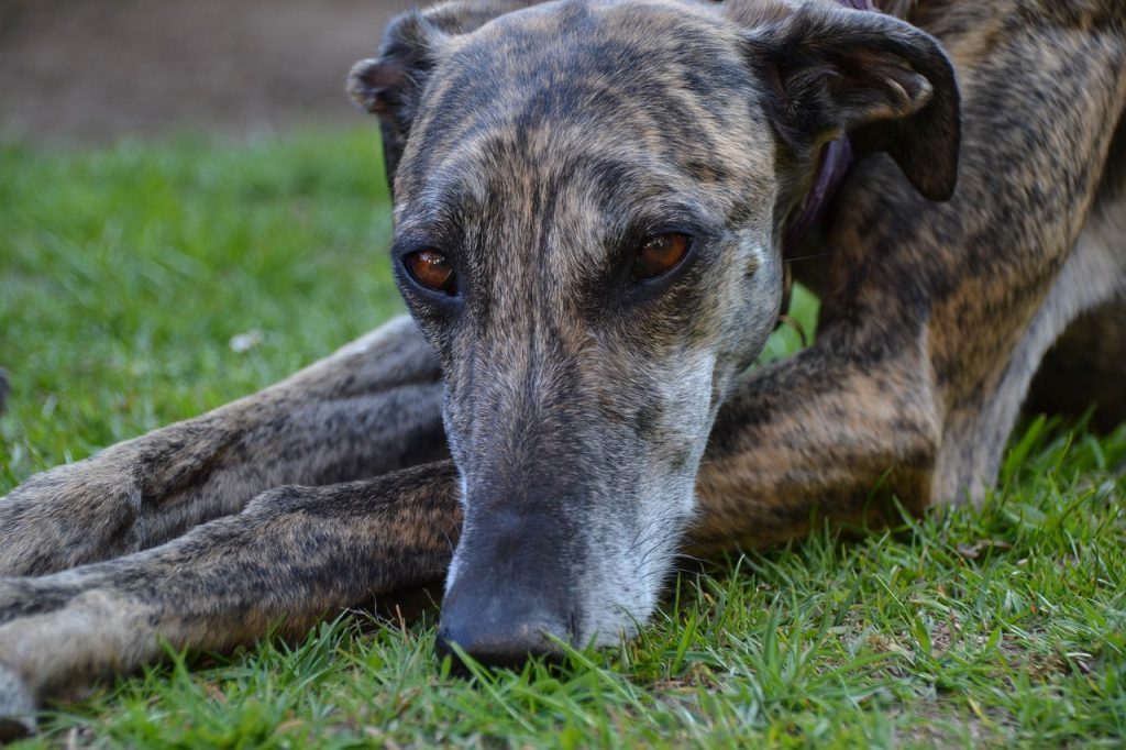 Galgo-Español-borzoi-dog