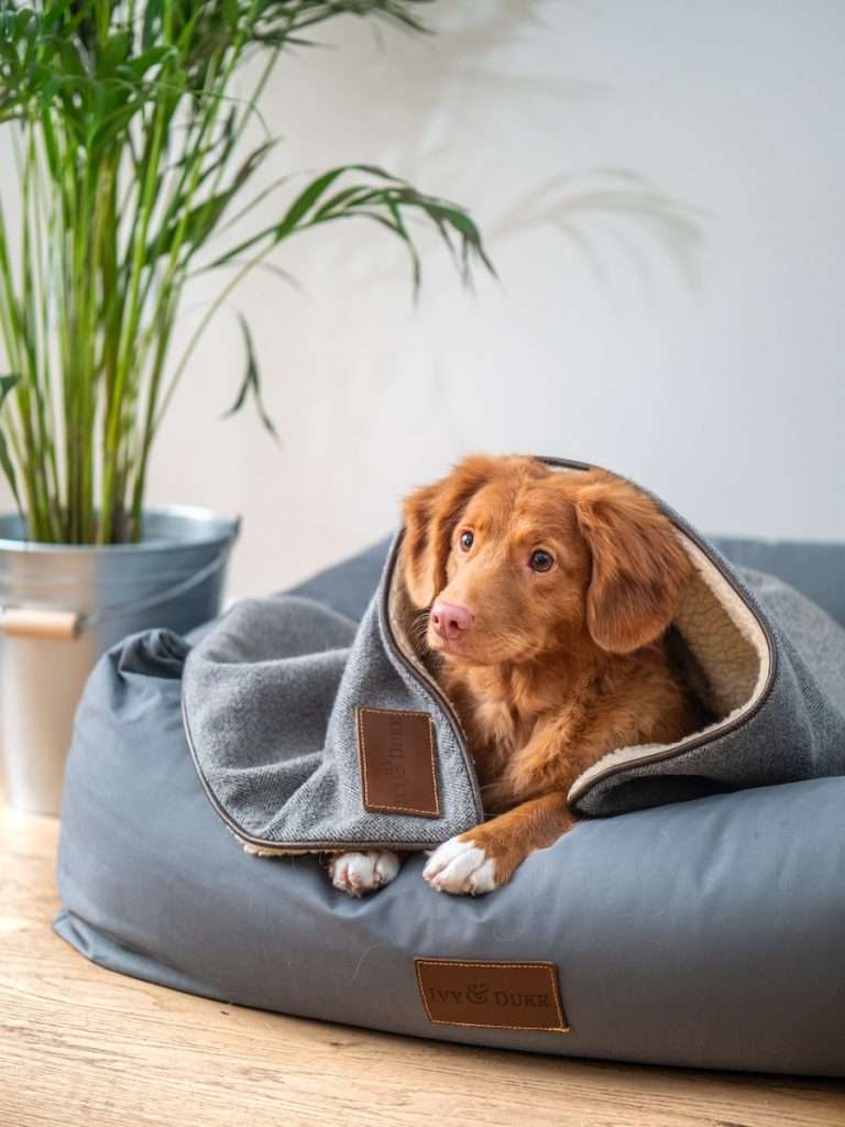 petfinder dog