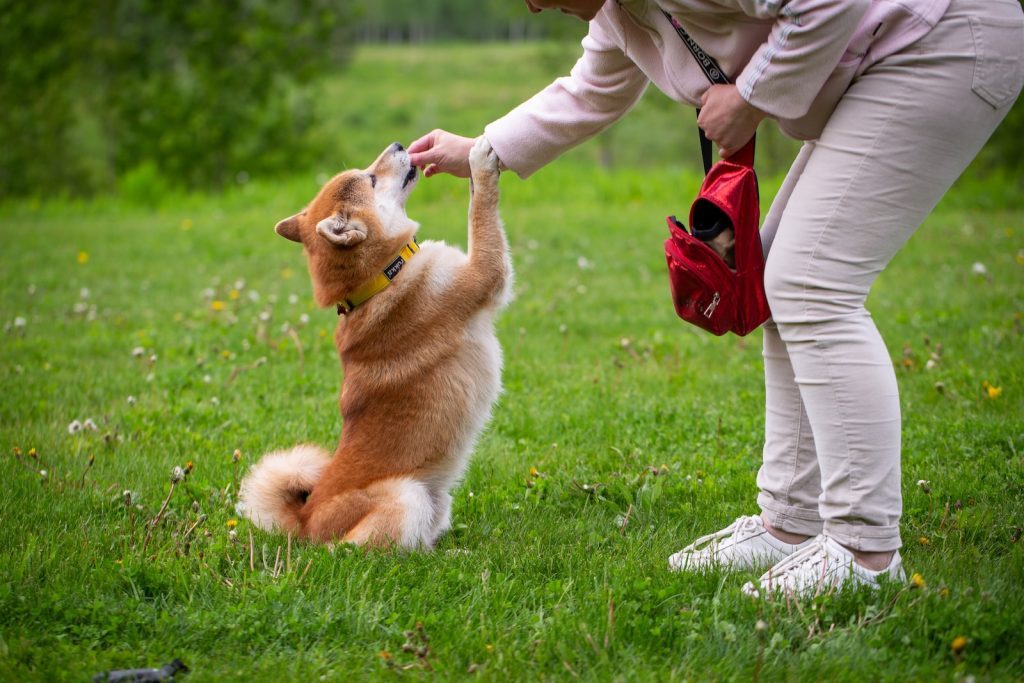 healing power of dogs
