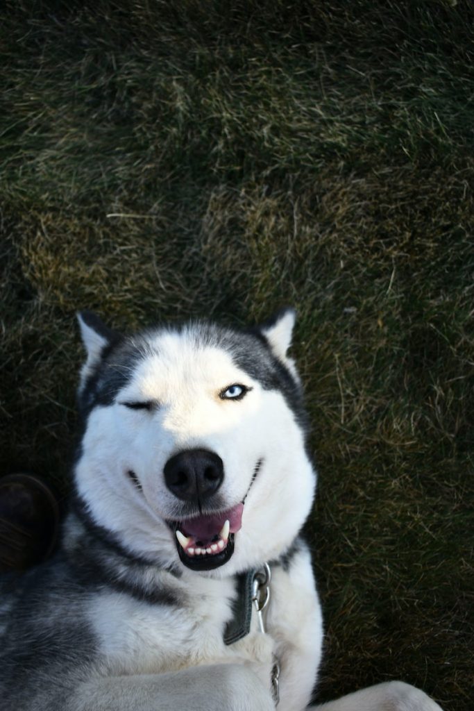 things to consider before adopting a dog