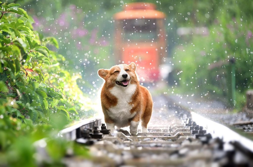 things to consider before adopting a dog
