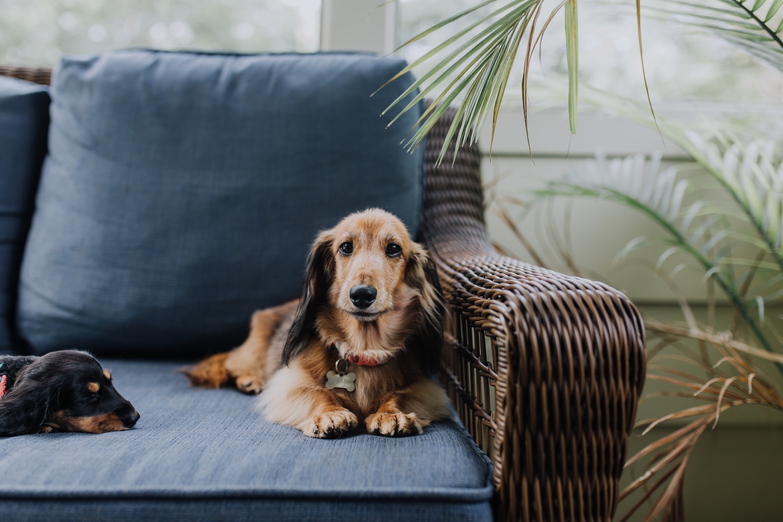 Long-Haired-Mini-Dachshund