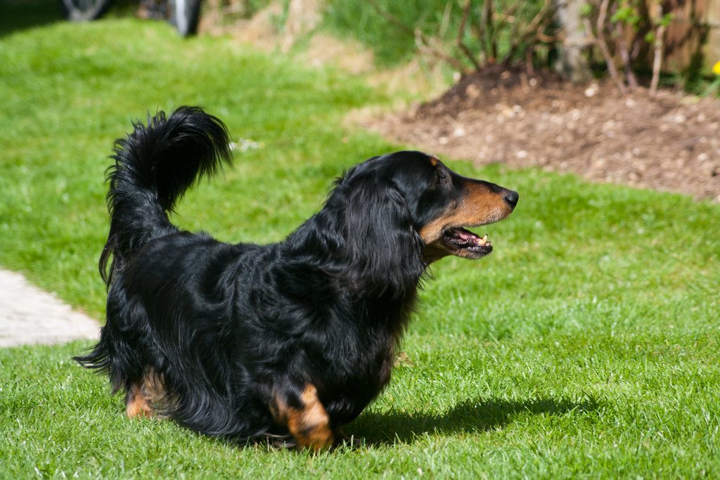 Long-Haired Mini Dachshund