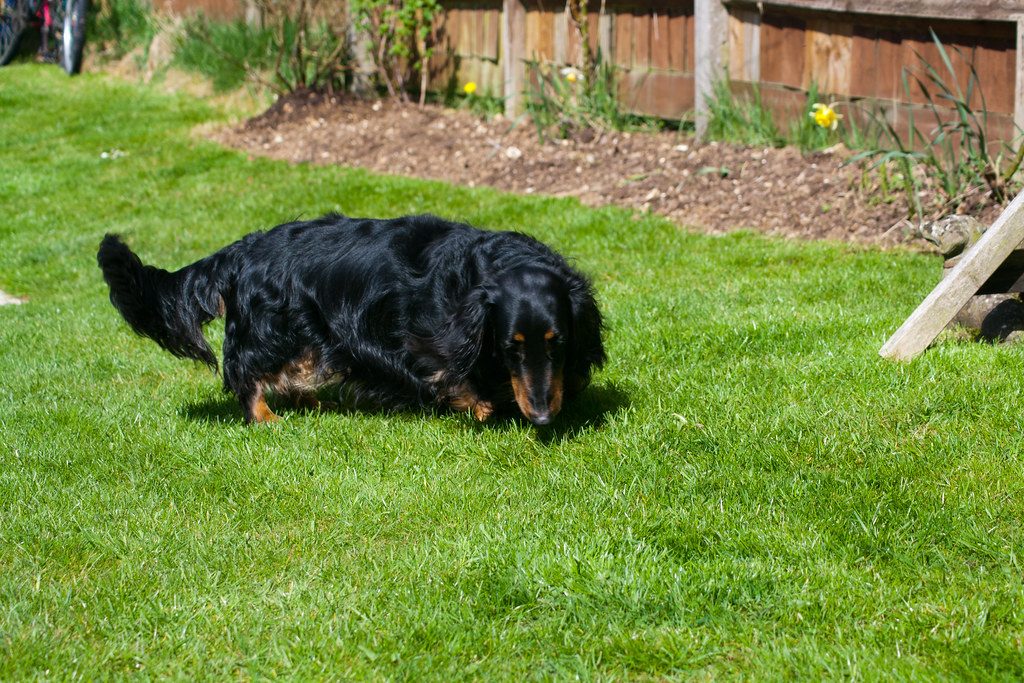 Long Haired Mini Dachshund