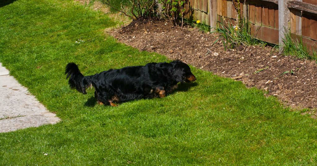 Long Haired Mini Dachshund
