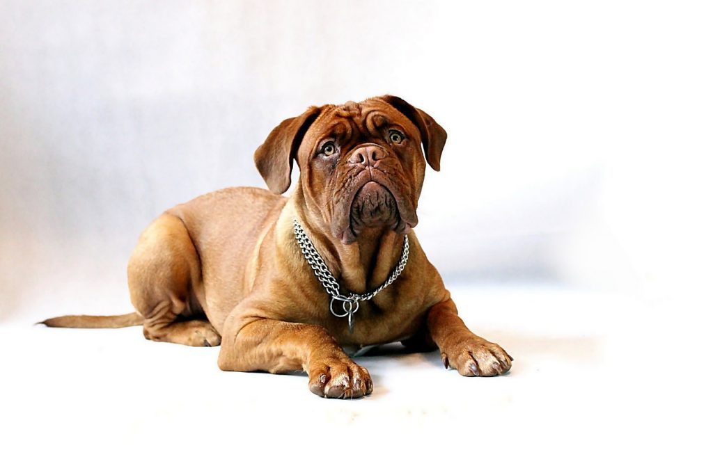 mastiff-dog