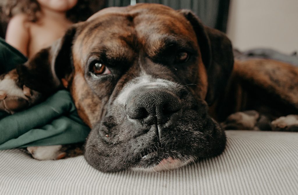 mastiff-dog-the-gentle-giant