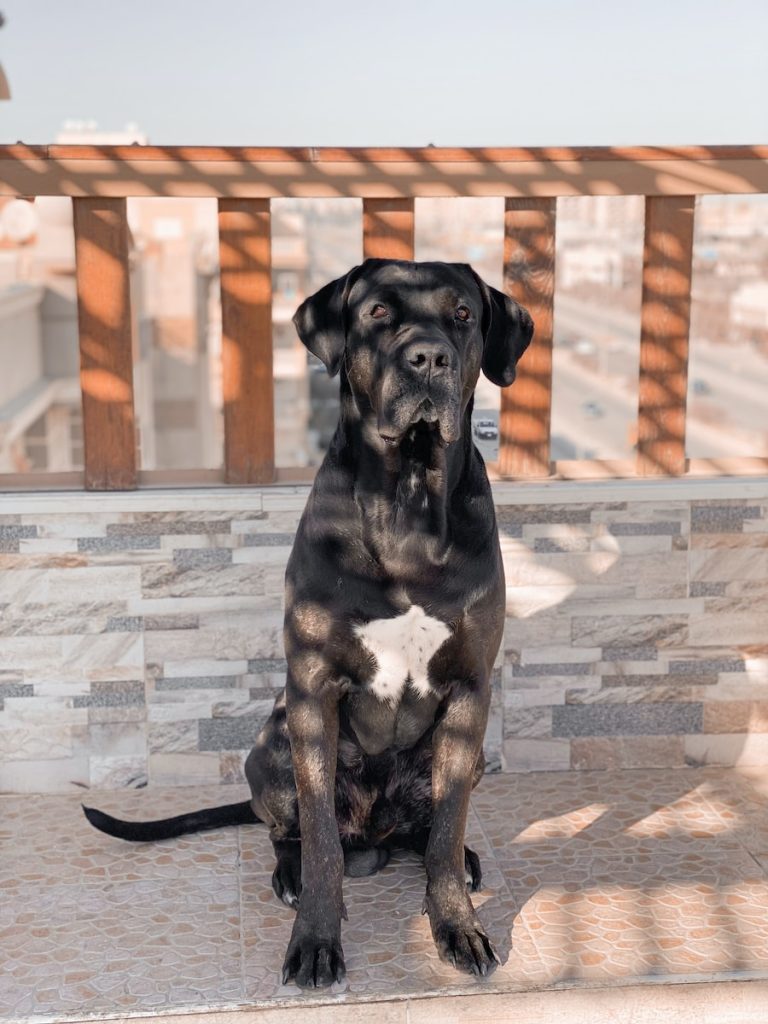 mastiff dogs