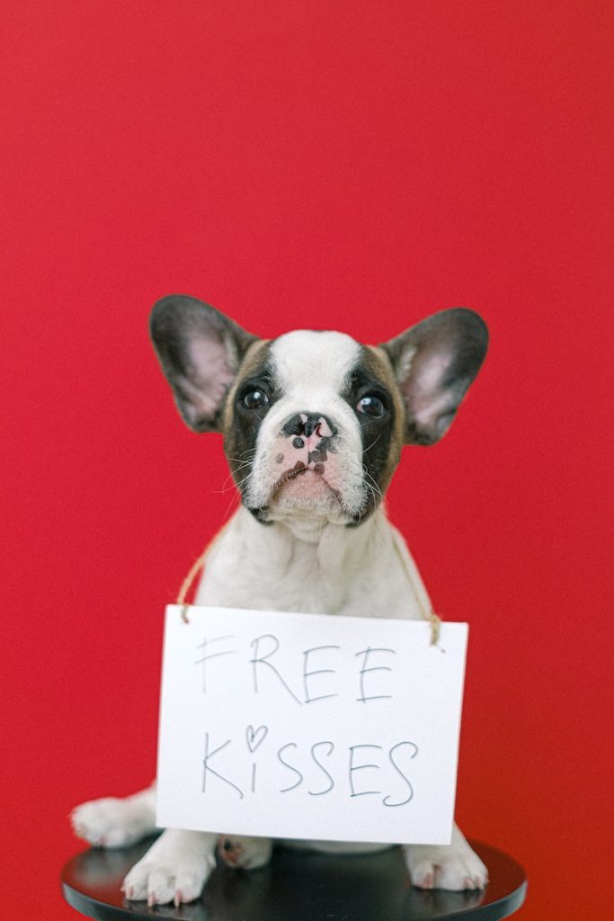 misconception about shelter dogs