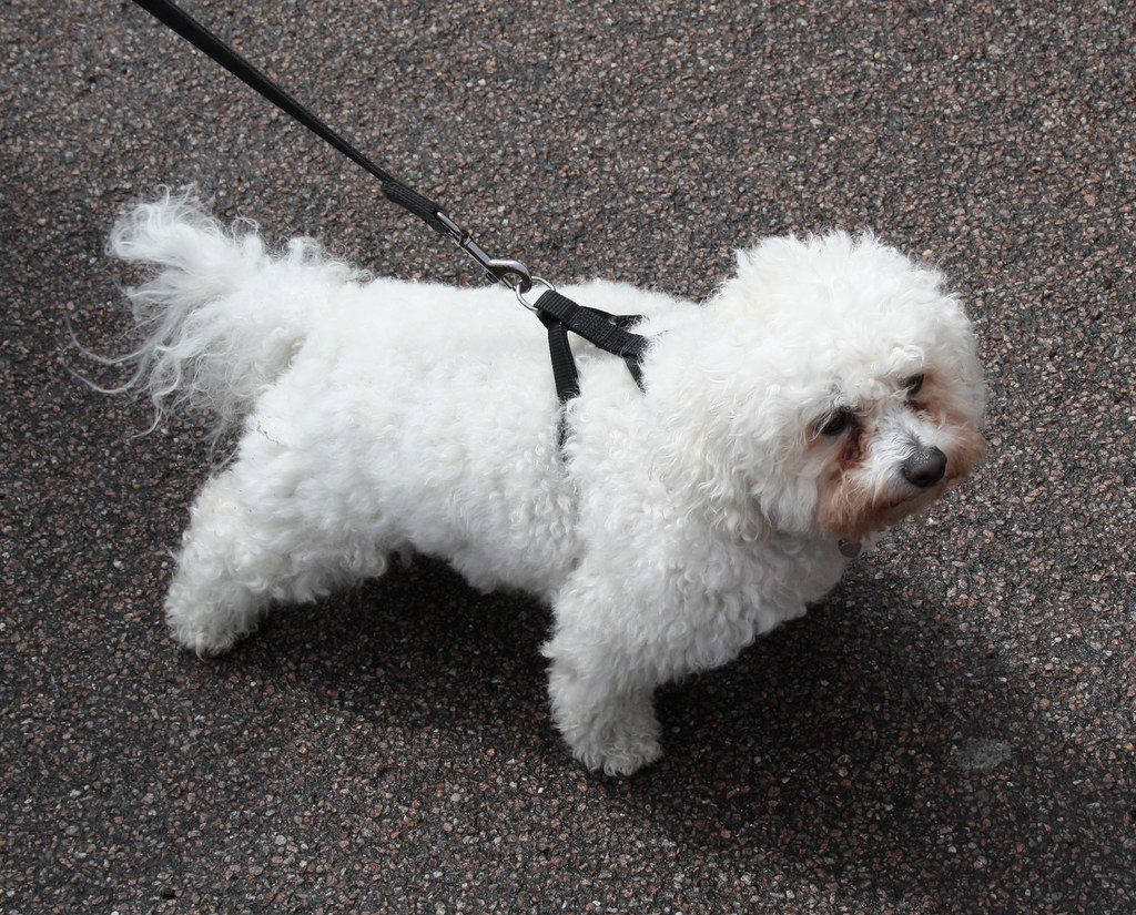 misconception about shelter dogs
