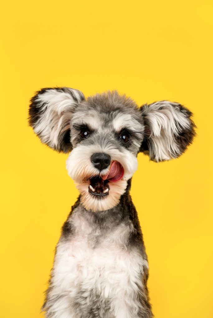 misconception about shelter dogs