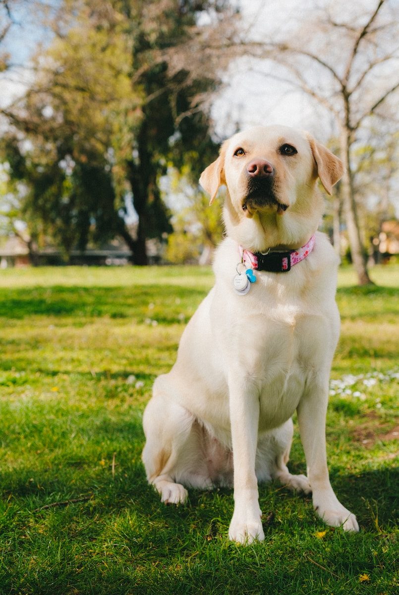 most-popular-dog-breeds-labrador-retriever