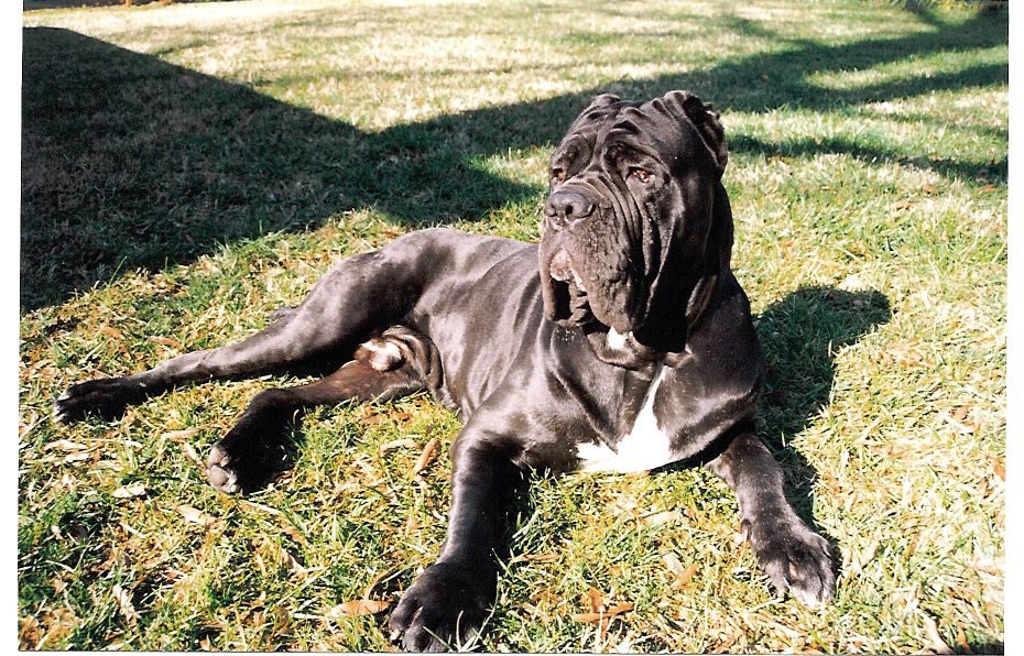 Weimaraner Mastiff Mix