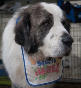 pyrenean-mastiff-dog