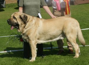 spanish-mastiff-dog