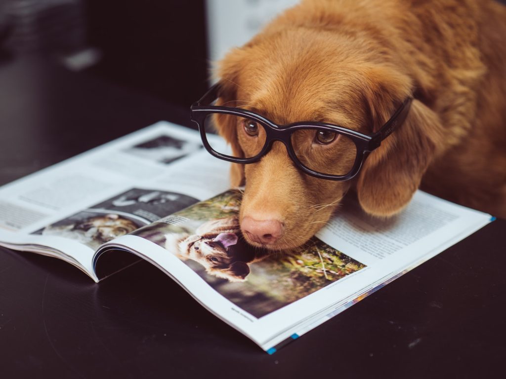 things to consider before adopting a dog