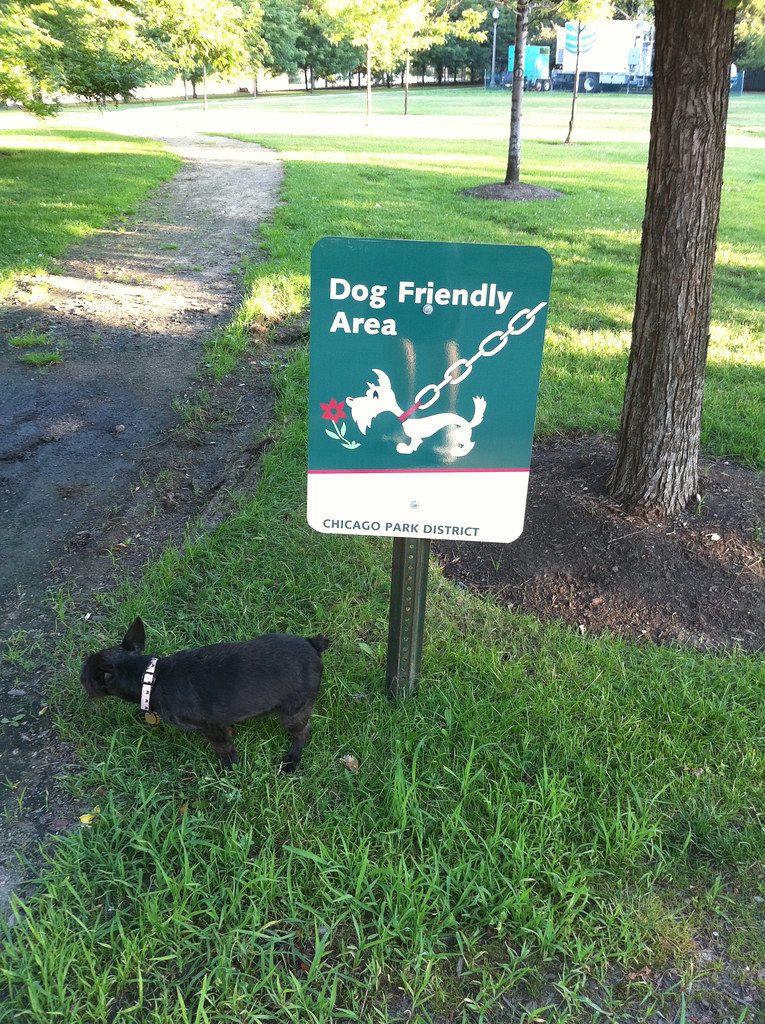 things to consider before adopting a dog