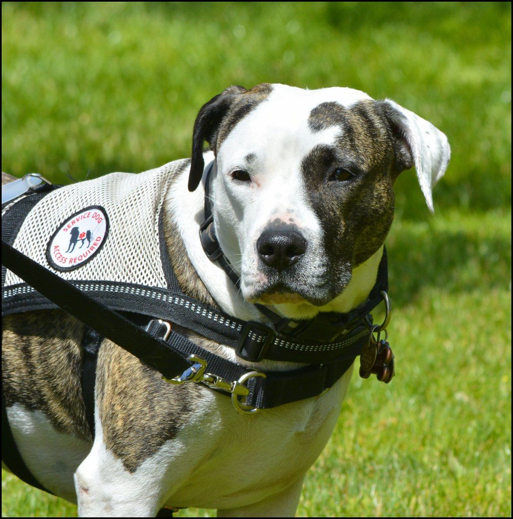 Service dog