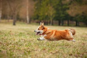 Beagle Corgi Mix