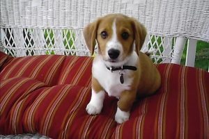 Beagle Corgi Mix