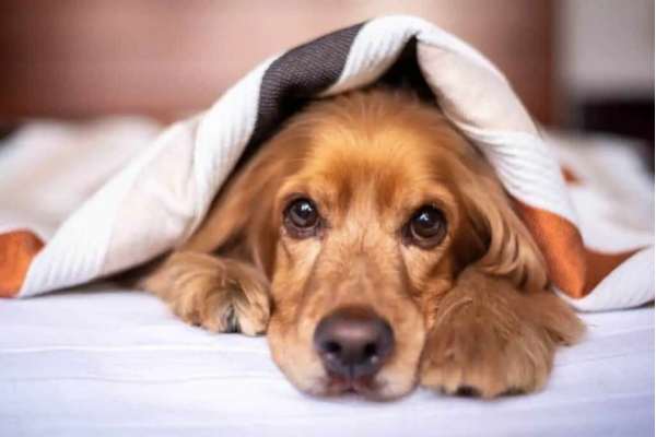 Best dog blankets