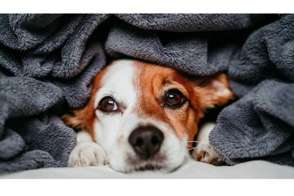 Best dog blankets