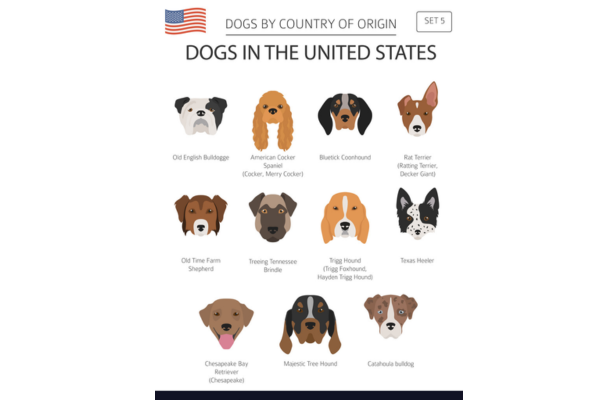 Breeds Info and origins