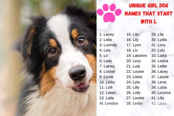 Dog Names That Start With L 