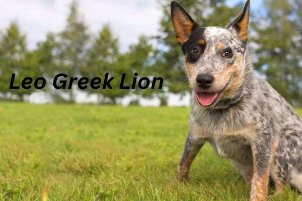 Dog Names That Start With L 