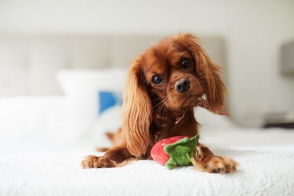 Dog Names That Start With T