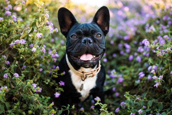 Dog Names That Start With T 