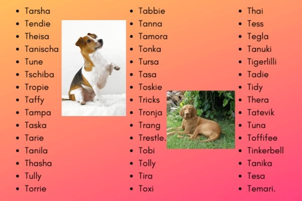 Dog Names That Start With T