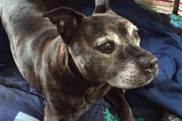 Dog Names That Start With V 