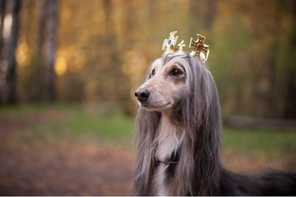 Dog Names That Start With V 
