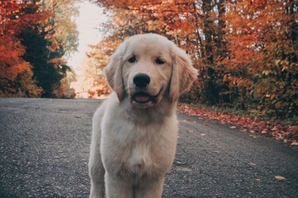 Dog Names That Start With
